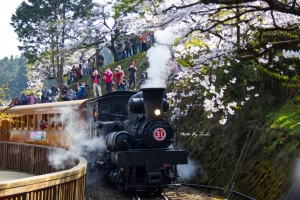 2012阿里山櫻花