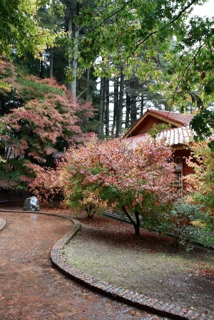 福壽山農場-楓雨綿綿