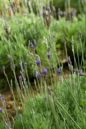 台中新社 - 薰衣草森林