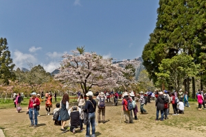 阿里山 - 吉野櫻