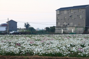 花海綻放‧竹縣鄉間很普羅旺斯《竹北 - 波斯菊花海篇》
