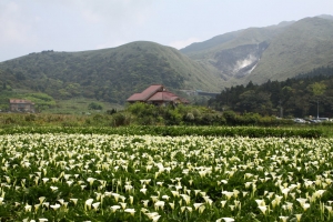 陽明山海芋