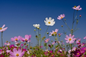 新社花海