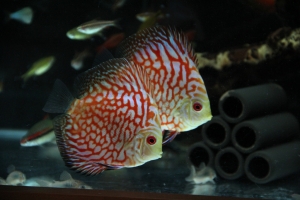 早上使用18-135mm拍的:七彩神仙魚-血紅地圖