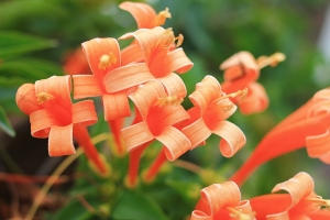 趕流行也來拈花惹草一下