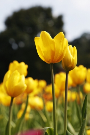 桃源仙谷鬱金香花海