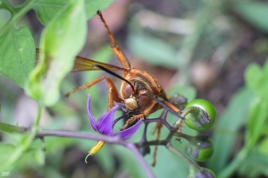 ::: Super Macro-Bee 超級微距-蜜蜂篇 by DV :::