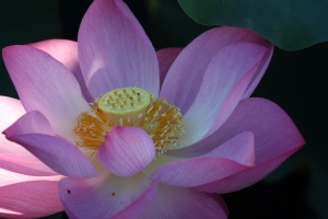 06-24 安康農場荷花