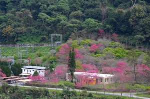 萬大發電廠賞櫻