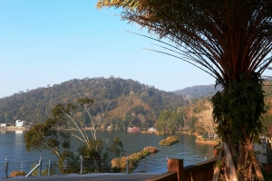 ★日月潭美麗的杜鵑花★ _ jyp.