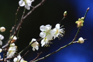1/19~1/20 熱血吧之我就是要拍雪景@@..