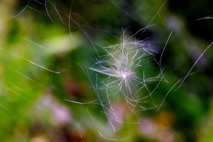 Sophies植物微距攝影集036