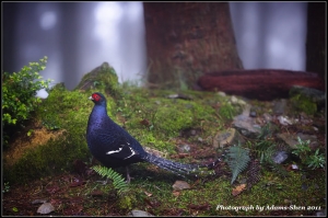 +迷霧王者+@毒魔兔