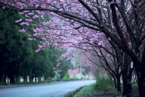 無與倫比的美麗-武陵-楓.梅.櫻