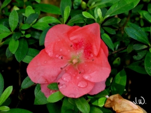 Jennifer練習-隨拍