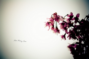 櫻&nbsp;&nbsp;by Dino&nbsp;&nbsp;(一張流)