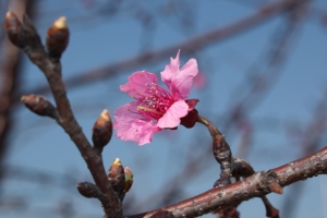 花兒隨拍(EFS 18-55 STM& 50 F1.8) bevis