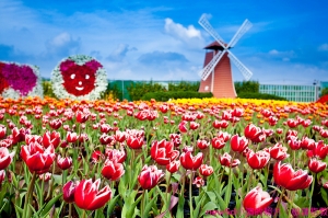 也見鬱金香花海-第1輯