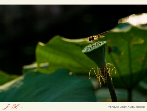 蜓留荷處。台北植物園隨拍