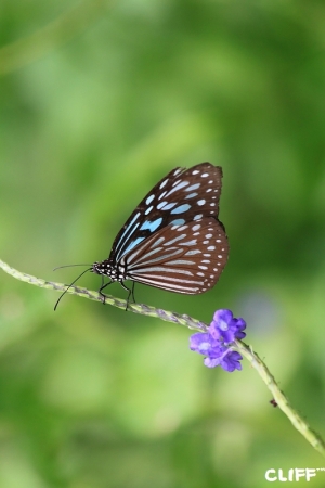 賞鳥去~綠世界生態農場