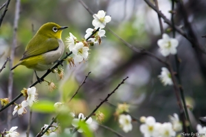 1121清大梅園．青笛仔