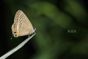 雜燴~~~南極熊的生態記45