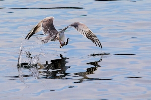 鳳頭燕鷗