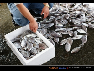 捕魚生活小品 三張流