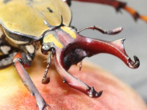 公司飛來一隻台灣角金龜