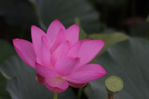 端午節拍的荷花(中興新村)