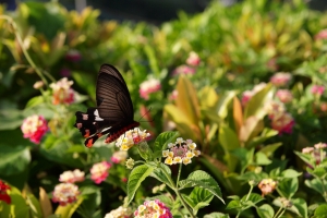 花叢與鳳蝶 （第一次發帖 請多多指教）