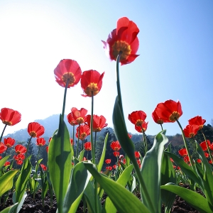 桃源仙谷 鬱金香