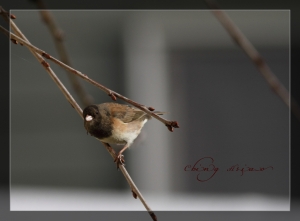 EF 400mm F5.6 鳥2