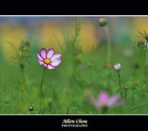 有拍就貼...~Allen~
