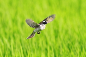 456打鳥記 - 白(飛)頭翁