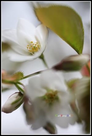 [5D+SD14]阿里山瘋櫻花~~