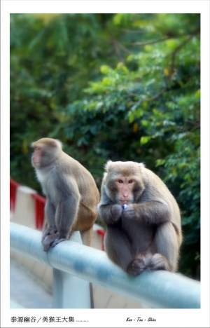 幽谷行/美猴王大全---Show monkey