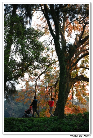 清大。校園之美