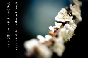 清大尋晚梅