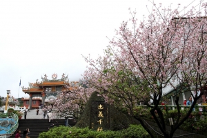 2013 天元宮 櫻花