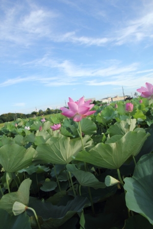 沐心園賞荷