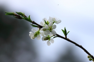 台中Wang~~白李紅櫻..20張