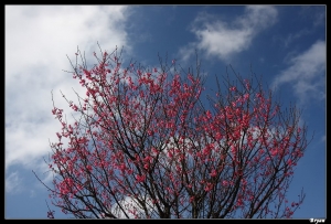 鄰居的櫻花