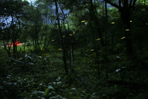 嘉義豐山賞螢不用跟人家擠