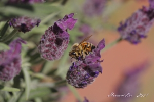 院子裡的微距生態