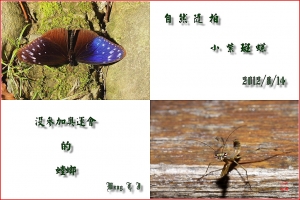 台中Wang~~自然隨拍……小紫斑蝶