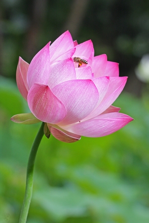 荷花季來囉