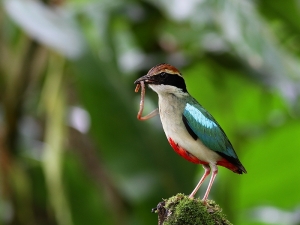 八色鳥的8種顏色