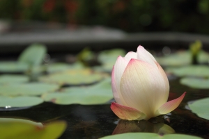 今夏之荷(台北植物園)