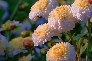 苗栗銅鑼鄉 杭菊